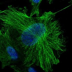 OTUD7B/Cezanne/ZA20D1 Antibody, Novus Biologicals 25 &mu;L; Unlabeled:Antibodies,